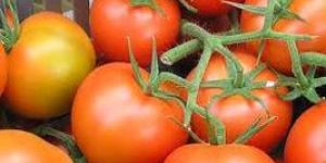Fresh Tomato