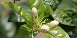 Jasmine Flower