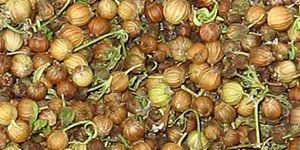 Coriander Seed