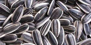 Sunflower Seed