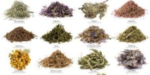 Medicinal Herbs