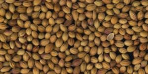Coriander Seeds