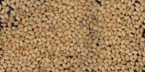 Natural Sesame Seeds