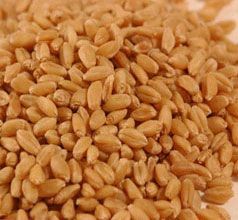 Wheat Grain