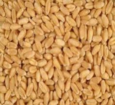Wheat Seed