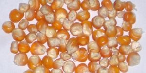 Yellow Maize