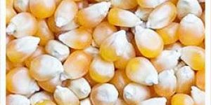 Maize (Corn)