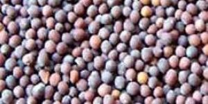 Black Mustard Seeds
