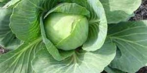 Fresh Cabbage