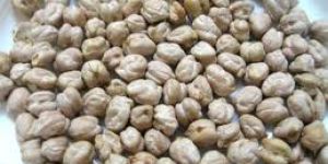 White Chickpeas