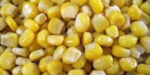 Yellow Maize Seeds