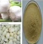 Allium Sativum Extract, Garlic Extract