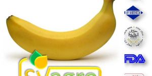 Natural Banana Powder