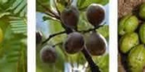 Triphala Extract