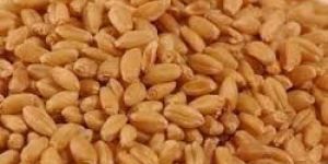 Wheat Seeds