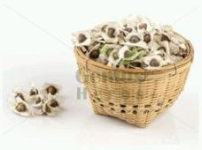 Moringa Hybrid Seeds