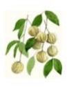 Natural Boswellia Serrata Extract