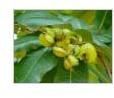 TERMINALIA ARJUNA EXTRACT