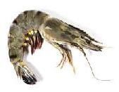 Black Tiger Prawns