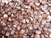 Betelnut
