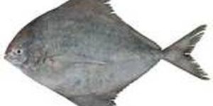 Black Pomfret Fish