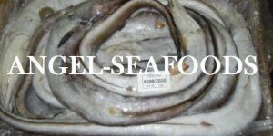 Conger Eel