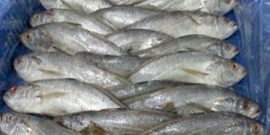 Frozen Silver Croaker Fish