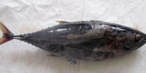 Frozen Yellowfin Tuna Fish