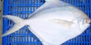 Silver Pomfret Fish