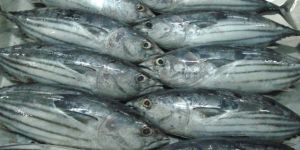Skipjack Tuna Fish