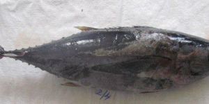 Yellowfin Tuna Fish