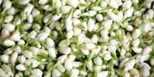 Fresh Jasmine Flower