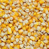 Yellow Corn