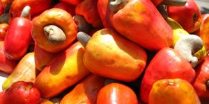 Cashew Nuts