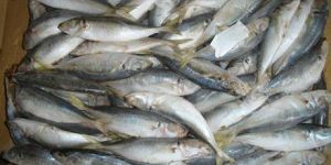 Frozen Horse Mackerel Fish