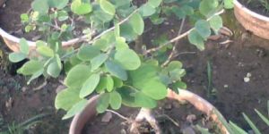 Bonsai Adenium Plant