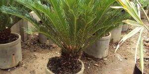 Bougainvillea Glabra