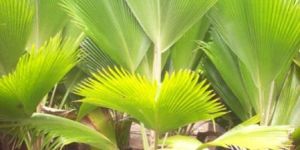 Pichodia Grandis Palm Plant