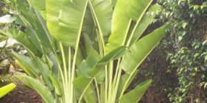 Ravenala Madagascariensis Plant