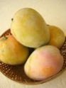 Ripe Mango