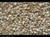 Sesame Seeds