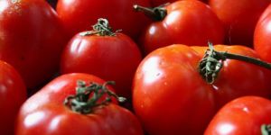 Tomato