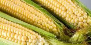 Yellow Maize