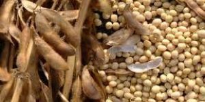 Soya Bean Seeds