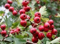 Hawthorn Berry Extract