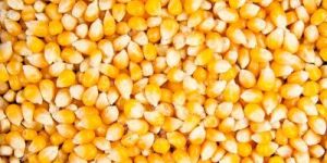 Corn Seeds