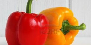 Fresh Capsicum