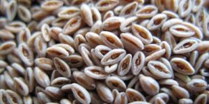 Psyllium Seeds