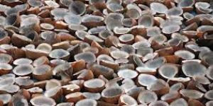 Dried Coconuts