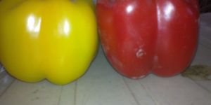 Coloured Capsicum
